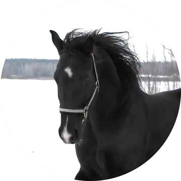 FX №48033 Horse in circle frame