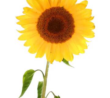 FX №51751 Обложка. Подсолнух цветок на изолированно белом фоне.