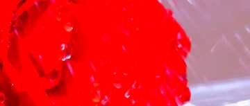 FX №58592 Abdeckung. Rose.