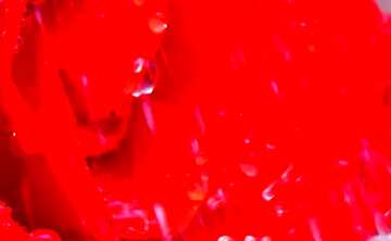 FX №58594 Abdeckung. Rose.