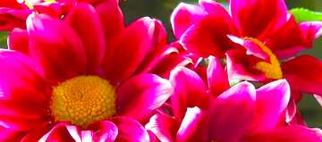 FX №6140 Abdeckung. Schönen Hintergrund mit Blumen.