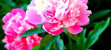 FX №60882 peonies Flowers