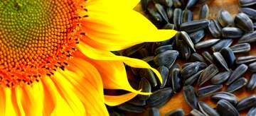 FX №60895 Подсолнечник