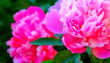 FX №60886 Abdeckung. Blüten der Pfingstrosen.