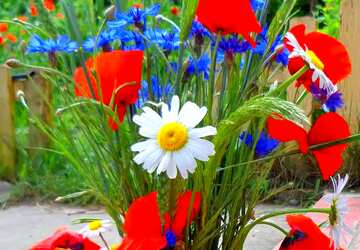 FX №61234 Abdeckung. Sommer-Blumen-Strauß.