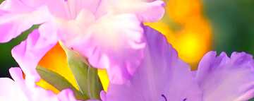 FX №61122 Abdeckung. Schöne Blumen für Glückwünsche.