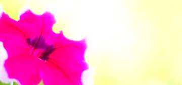 FX №67238 Couverture. Beau fond avec fleur.