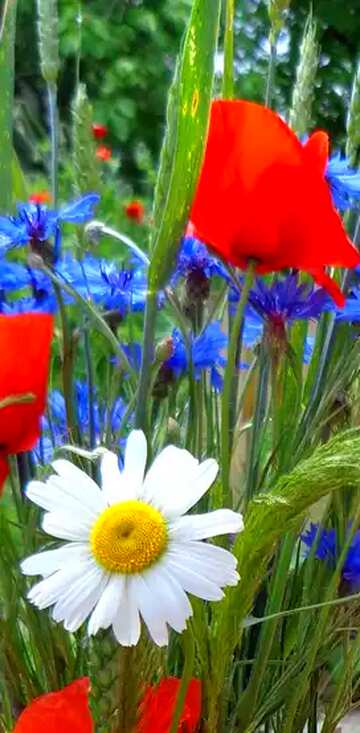 FX №67443 Summer flowers bouquet vertical banner background