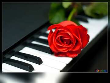 FX №69819 Fond modèle pour une inscription. Rosa à clefs piano.