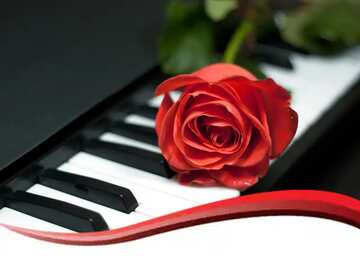 FX №77244 rose musical