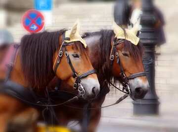 FX №77649 Two horses