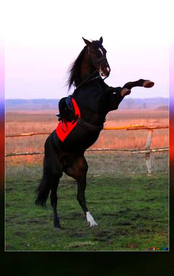 FX №8564 Couleurs vives. Étalon noir avec une bougie.