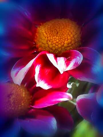 FX №82798 flower poetry, dream effect, excellent quality