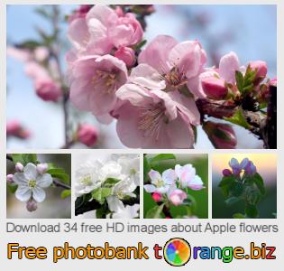 images free photo bank tOrange offers free photos from the section: apple-flowers