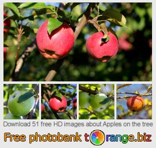 images free photo bank tOrange offers free photos from the section: apples-tree