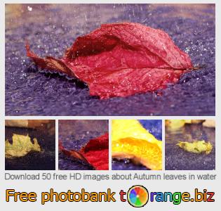 images free photo bank tOrange offers free photos from the section: autumn-leaves-water