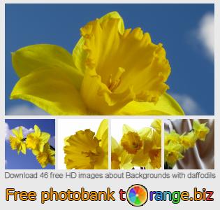 images free photo bank tOrange offers free photos from the section: backgrounds-daffodils