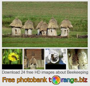 images free photo bank tOrange offers free photos from the section: beekeeping