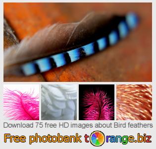 images free photo bank tOrange offers free photos from the section: bird-feathers