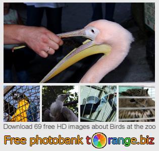 images free photo bank tOrange offers free photos from the section: birds-zoo