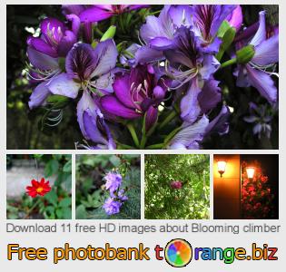 images free photo bank tOrange offers free photos from the section: blooming-climber
