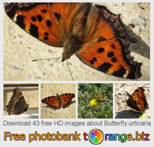 images free photo bank tOrange offers free photos from the section: butterfly-urticaria
