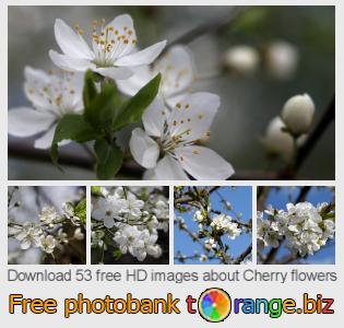 images free photo bank tOrange offers free photos from the section: cherry-flowers