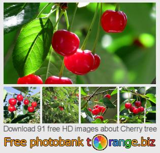 images free photo bank tOrange offers free photos from the section: cherry-tree