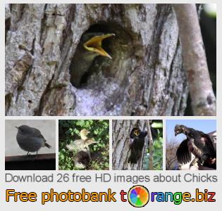 images free photo bank tOrange offers free photos from the section: chicks