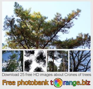 images free photo bank tOrange offers free photos from the section: crones-trees