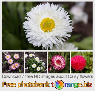 images free photo bank tOrange offers free photos from the section:  daisy-flowers