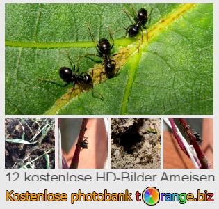 Bilddatenbank tOrange bietet kostenlosen Fotos aus dem Bereich:  ameisen
