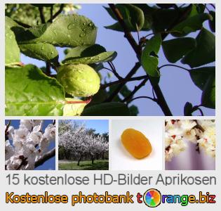 Bilddatenbank tOrange bietet kostenlosen Fotos aus dem Bereich:  aprikosen