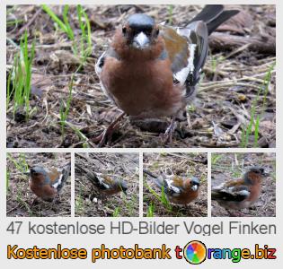 Bilddatenbank tOrange bietet kostenlosen Fotos aus dem Bereich: vogel-finken
