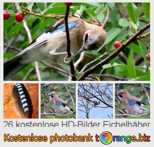 Bilddatenbank tOrange bietet kostenlosen Fotos aus dem Bereich:  eichelhäher