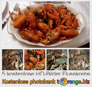 Bilddatenbank tOrange bietet kostenlosen Fotos aus dem Bereich:  flusskrebs