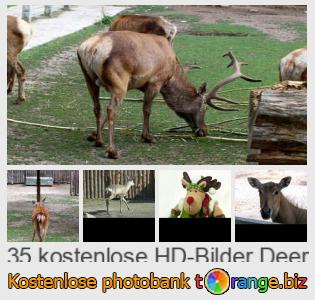 Bilddatenbank tOrange bietet kostenlosen Fotos aus dem Bereich:  hirsch