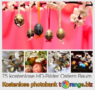 Bilddatenbank tOrange bietet kostenlosen Fotos aus dem Bereich:  ostern-baum