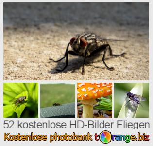 Bilddatenbank tOrange bietet kostenlosen Fotos aus dem Bereich:  fliegen