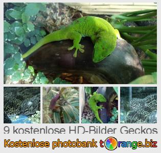 Bilddatenbank tOrange bietet kostenlosen Fotos aus dem Bereich:  geckos
