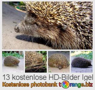 Bilddatenbank tOrange bietet kostenlosen Fotos aus dem Bereich:  igel