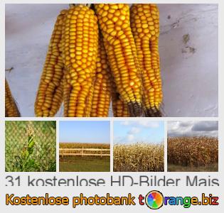 Bilddatenbank tOrange bietet kostenlosen Fotos aus dem Bereich:  mais