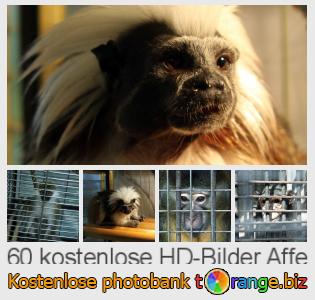 Bilddatenbank tOrange bietet kostenlosen Fotos aus dem Bereich:  affe