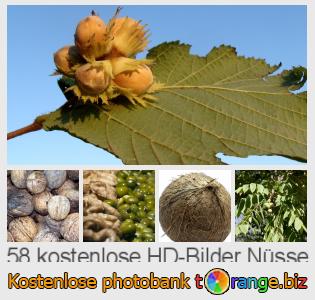 Bilddatenbank tOrange bietet kostenlosen Fotos aus dem Bereich:  nüsse