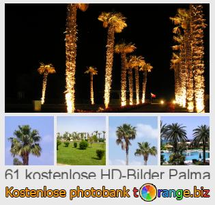 Bilddatenbank tOrange bietet kostenlosen Fotos aus dem Bereich:  palma