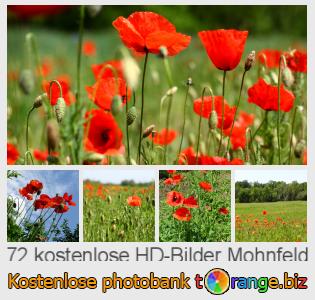 Bilddatenbank tOrange bietet kostenlosen Fotos aus dem Bereich:  mohnfeld