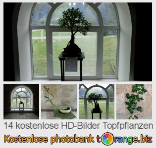 Bilddatenbank tOrange bietet kostenlosen Fotos aus dem Bereich:  topfpflanzen
