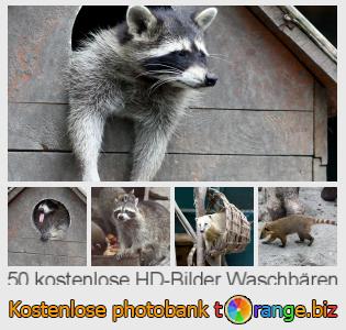 Bilddatenbank tOrange bietet kostenlosen Fotos aus dem Bereich:  waschbären