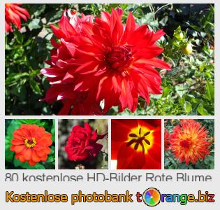 Bilddatenbank tOrange bietet kostenlosen Fotos aus dem Bereich:  rote-blume