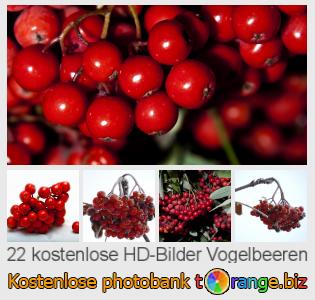 Bilddatenbank tOrange bietet kostenlosen Fotos aus dem Bereich:  vogelbeeren
